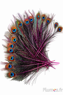 Pavone blu spada - 25-35 cm - fucsia